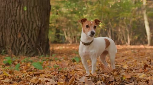 Dog in Autumn Park with Colorful Leaves