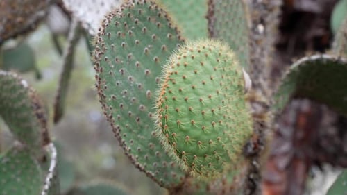 Vista de cerca de Opuntia Galapageia, especie de cactus endémica encontrada en Galápagos