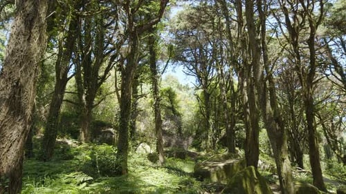 Slow motion camera inside tropical dense forest.