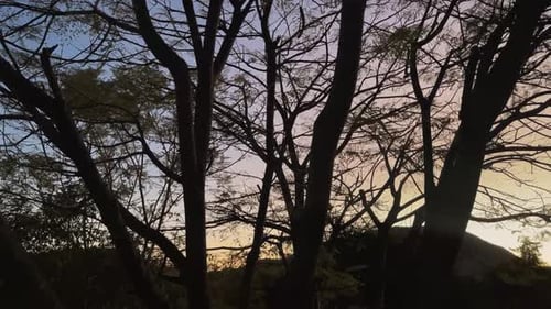 Colorido timelapse al atardecer. A través de las ramas de un árbol