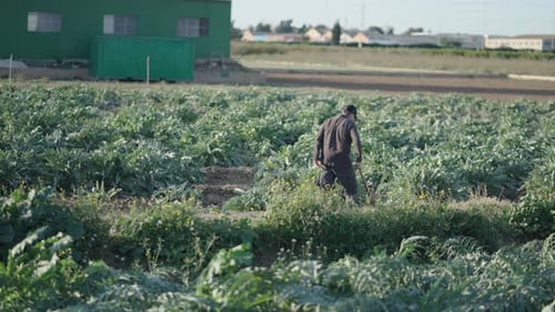 Agricultor espanhol trabalhando na terra usando a enxada na plantação de alcachofra