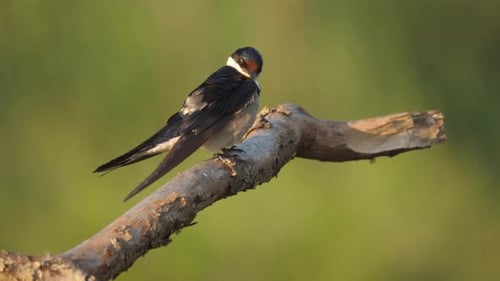 White Throated Swallow Scratches Top of Wing with Beak, Green Background
