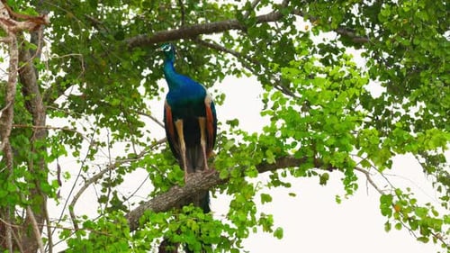 Peacock Perched on Branch in Lush Green Tree