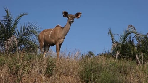 Kudu Cow in Southern Africa National Park