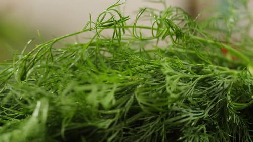 Cutting Dill Chef Cut Dill with Knife on a Wooden Board Close Up at Home Vitamin Vegan Greens