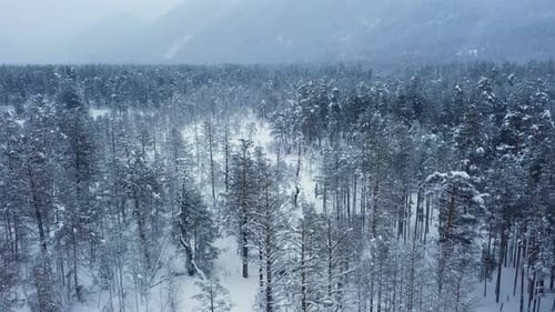 Beautiful snow scene forest in winter. Flying over of pine trees covered with snow.