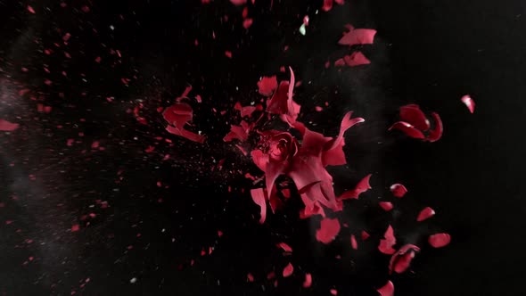 Red rose flower exploding in super slow motion phantom flex 4k studio ...