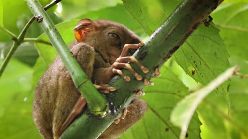 Tarsier Perched on Branch in Tropical Forest