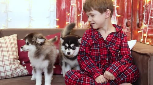 Boy in Pajamas with Two Husky Puppies