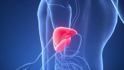 Human Internal Organs Liver with Urinary System Anatomy Animation Concept.