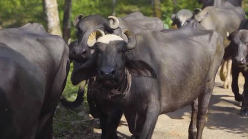 Buffaloes