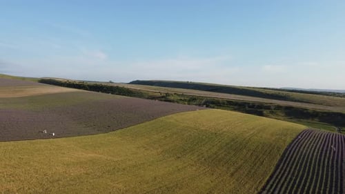 Aerial Lavender Fields Endless Rows of Blooming Lavender Fields on Summer Sunset Time Lavender Oil