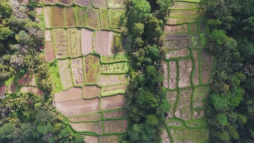 Aerial View of Rice Fields Divided By Irrigation Canals in Bali