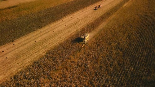Corn Harvesting Aerial