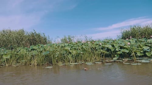 large field with lotus flowers