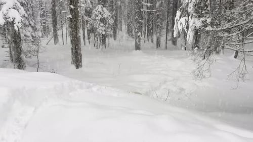 A White Labrador Dog Runs Joyfully Through Deep Snow in a Beautiful Spruce Forest