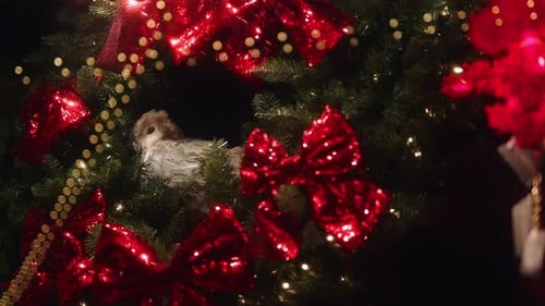 Cute Decorative Bird Sitting on a Christmas Tree Behind a Shop's Display Window
