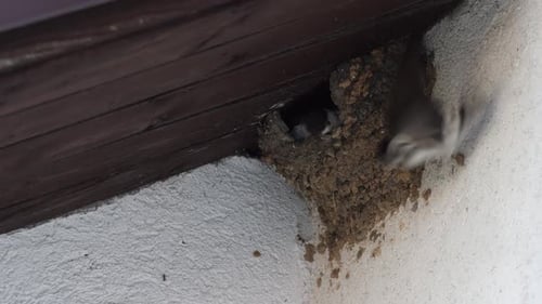 Bird Feeds Young in Mud Nest on Wall