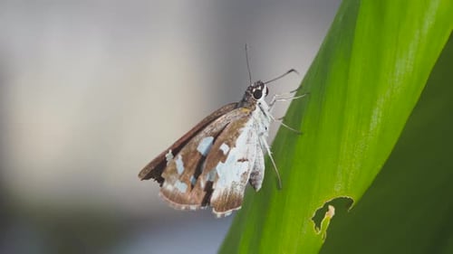 A Grass Demon butterfly Perched on a Green Leaf