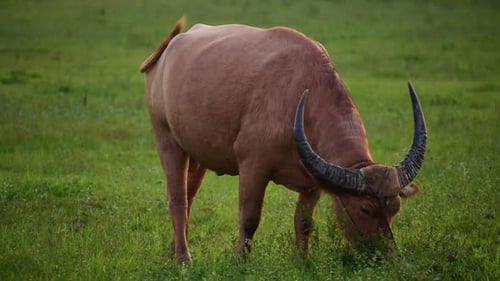 Water Buffalo Grazing in a Green Meadow