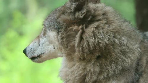 Attentive Grey Wolf Looking Around In The Zoo. closeup shot