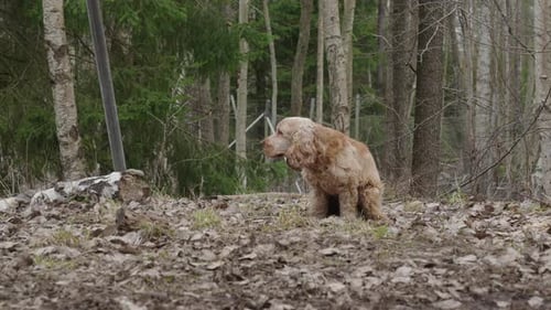 Static shot of a cocker spaniel pooping
