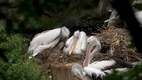 Large Nest of various species of Pelicans in captivity - Long shot