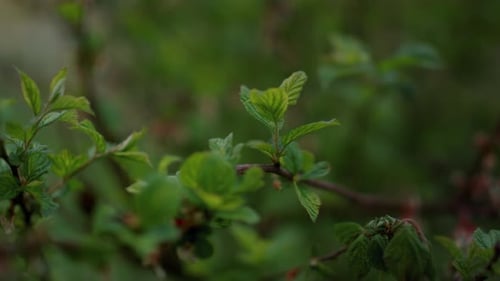 Vue rapprochée des feuilles d'arbres qui poussent sur des branches dans la forêt. Contexte de la nature dans