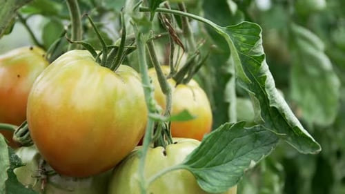 Revealed Growing Tomato Plants In A Cultivated Farm Garden. Sideways