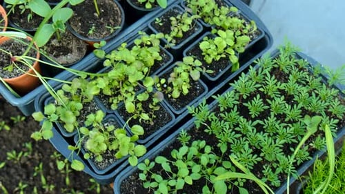 Seedlings of Garden Plants in a Greenhouse
