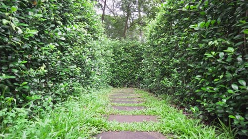 Walking through hedge maze. Inside view of garden labyrinth