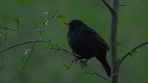 Eine wunderschöne Amsel, die auf einem Ast thront - Nahaufnahme