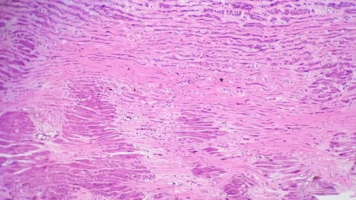 Microscopic View of Pink and Purple Cellular Tissue