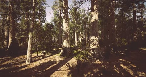 Sunlight Filters Through a Tranquil Forest Filled with Towering Trees