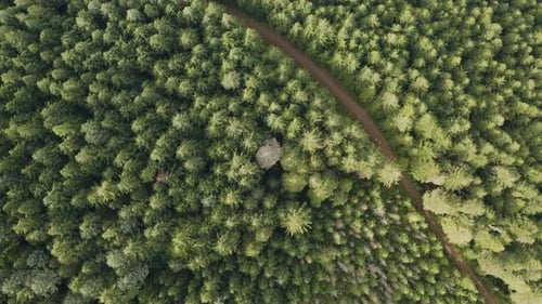 Above View Of Fir Tree Forest In The Pacific Northwest In Washington State, United States. Aerial Sh