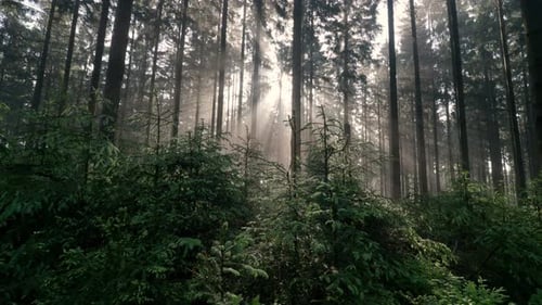 Sunbeam rays shinning through mist and fog in forest at sunrise