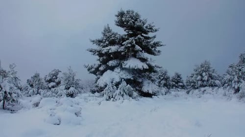 Snowy Winter Landscape with Trees