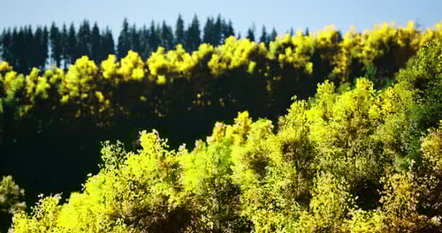 Vibrant Autumn Hues Illuminate the Forest Landscape in Daylight