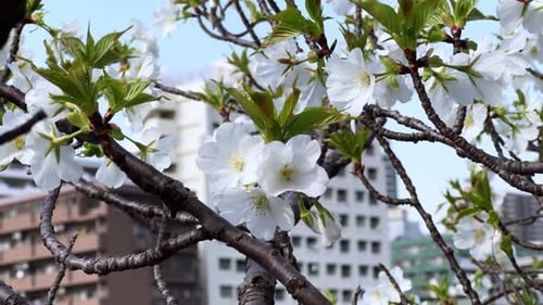 Blossoming cherry tree in Tokyo, white flowers and green leaves with the city in the background