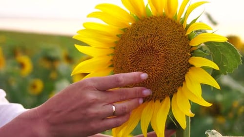 Woman Sunflower Field Woman Agronomist and Farmer Inspect Cultivated Sunflowers at Sunset Closeup of