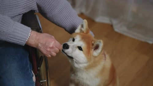 Dog Gets Affection from Person in Wheelchair