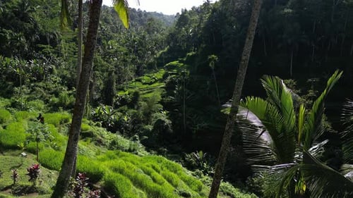 Rice Terrace 99