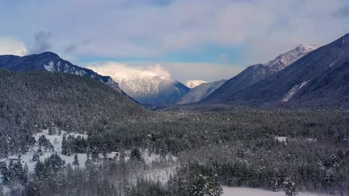 Beautiful snow scene forest in winter. Flying over of pine trees covered with snow.