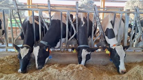 Dairy cows feeding in modern farm barn intensive livestock agriculture