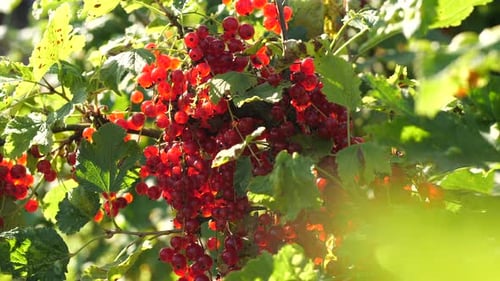 Red Currant Berries on a Bush Branch