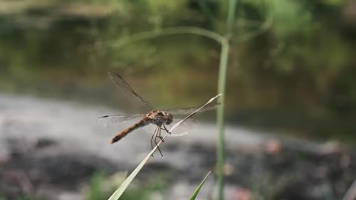 Libelle auf einem Grashalm