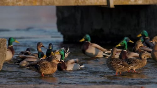 Eine große Gruppe von Stockenten versammelt sich in Küstennähe und planscht im seichten Wasser. Das Goldene
