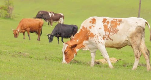 Cows together grazing in a field. Cows running into the camera.