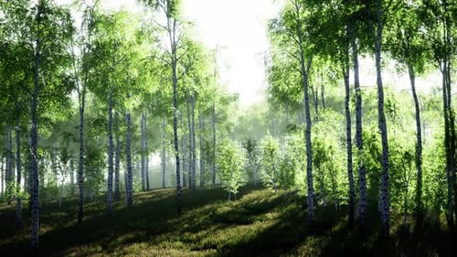 White Birch Grove in Spring