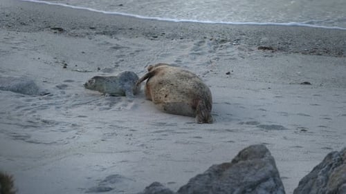 Harbor Seals In Monterey Bay, California.